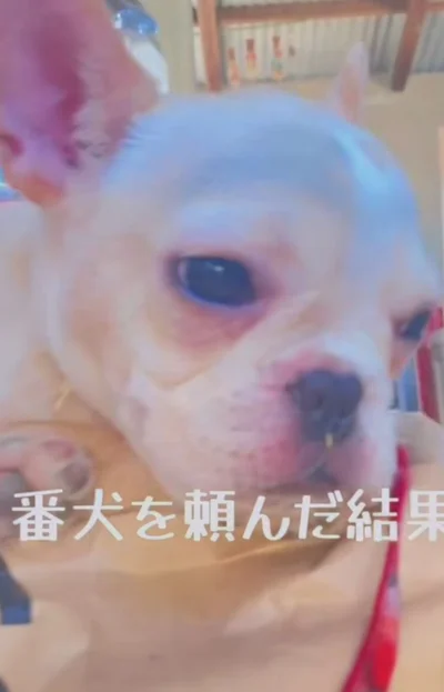 しばし呆然とした表情で固まるまるこくん▶牛飼いとしての日常も（⇒次へ）