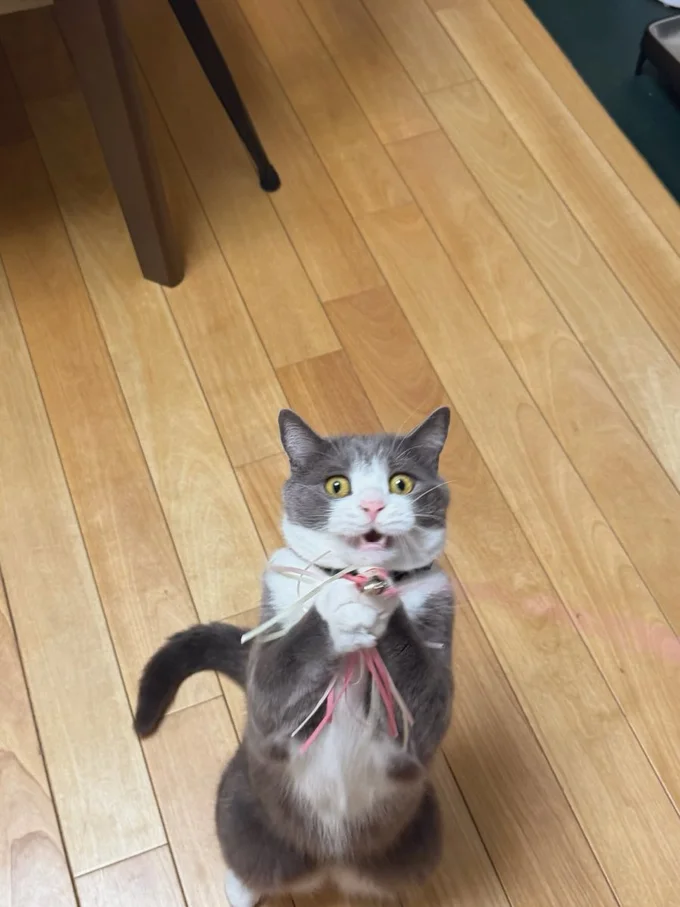 ナイスキャッチ!▶リボンがかわいい2匹♪(⇒次へ)