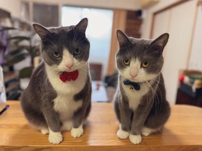 赤がごましおちゃん、青がしらたまちゃん▶真剣なまなざしのごましおちゃん（⇒次へ）