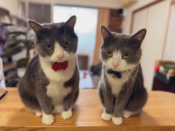 赤がごましおちゃん、青がしらたまちゃん▶真剣なまなざしのごましおちゃん（⇒次へ）