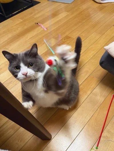 躍動感あふれる1枚！▶ごましおちゃんクリティカルヒット！（⇒次へ）