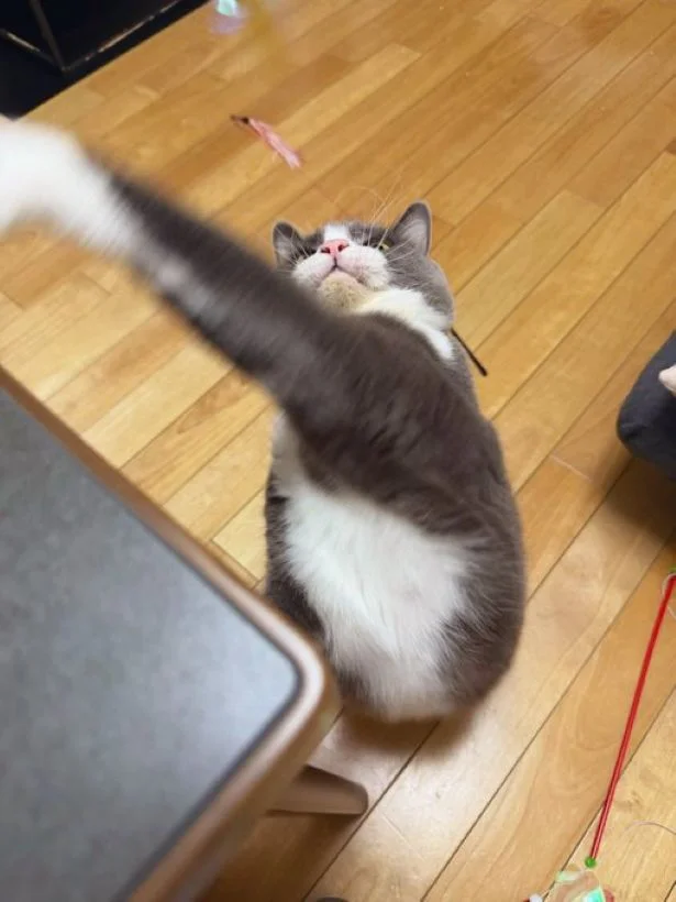 狙った獲物は逃さない!▶ご飯待ちの風景(⇒次へ)