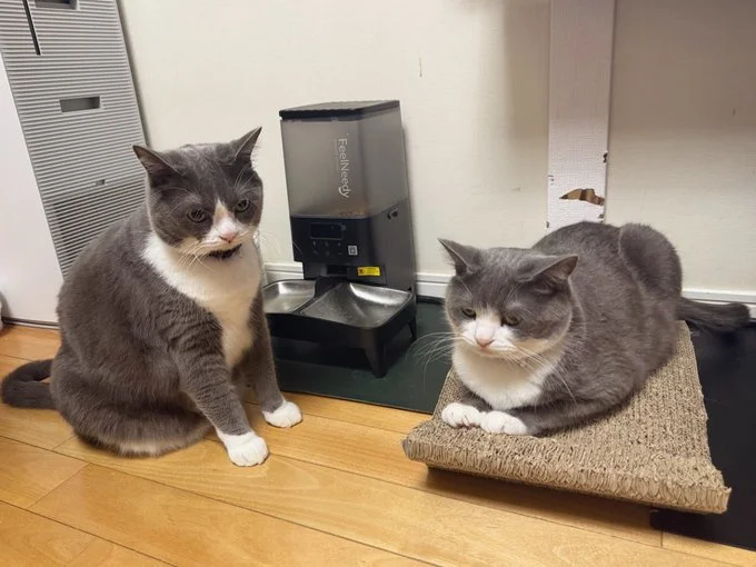 待ちきれず給餌器の前で待機!▶ここから動きません…!(⇒次へ)