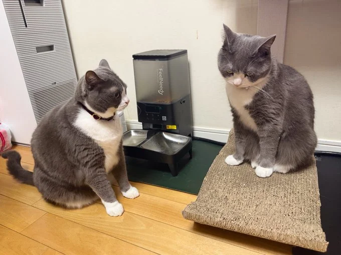 「そろそろ時間ですよ…？」▶4歳の誕生日に集合！（⇒次へ）