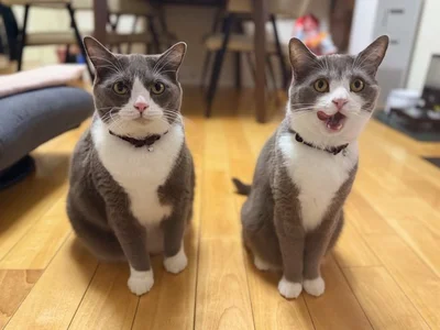 お誕生日おめでとう♪▶カメラ目線ばっちりな2匹（⇒次へ）