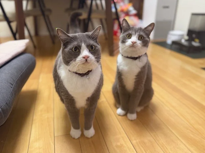 仲良し兄弟♡▶猫会議開催中（⇒次へ）