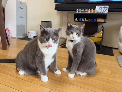 議題は、"おやつ"について！？▶お気に入りのねこじゃらしをしまうと…（⇒次へ）