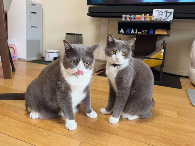 議題は、"おやつ"について！？▶お気に入りのねこじゃらしをしまうと…（⇒次へ）