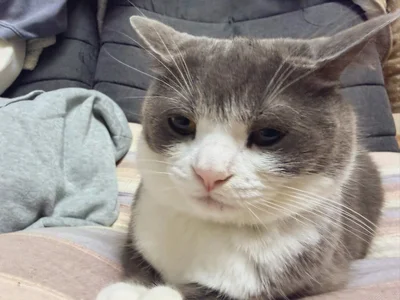 不満な表情！？▶しらたまちゃんのあくび（⇒次へ）