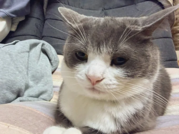 不満な表情！？▶しらたまちゃんのあくび（⇒次へ）