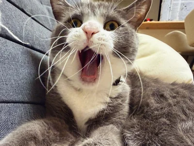 かわいいあくび♪▶オヤツ待ちのときのクリームパンのようなお手て（⇒次へ）