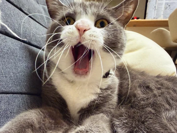 かわいいあくび♪▶オヤツ待ちのときのクリームパンのようなお手て（⇒次へ）