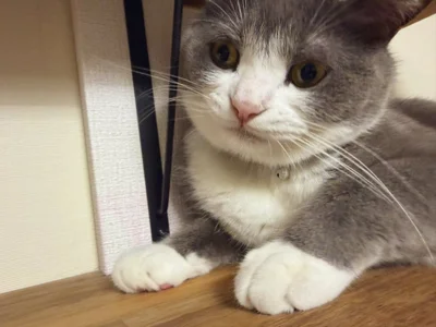 おねだり上手♡▶モフモフ感が冬に向けて増量中のごましおちゃん（⇒次へ）