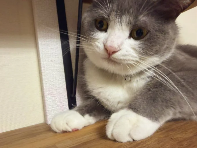 おねだり上手♡▶モフモフ感が冬に向けて増量中のごましおちゃん（⇒次へ）