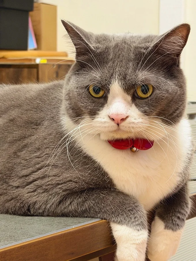 なんだか貫禄もあります…！▶ニャルソック任務中のしらたまちゃん（⇒次へ）