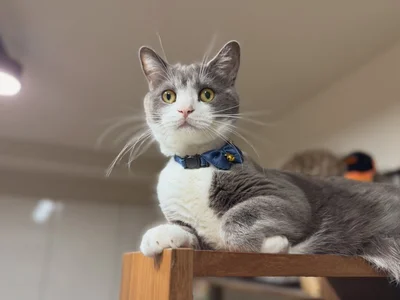 「異常あり！？」外の音に敏感に反応するしらたまちゃん▶安定感抜群の座り方（⇒次へ）