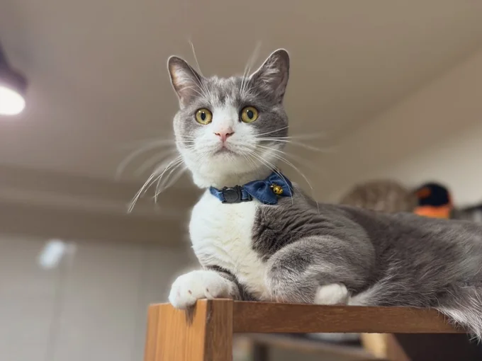 「異常あり！？」外の音に敏感に反応するしらたまちゃん▶安定感抜群の座り方（⇒次へ）