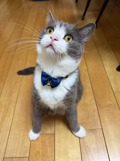 お手本のような座り方！▶プロのハンター、ごましおちゃん（⇒次へ）