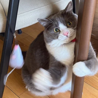 しっかりと標的を見つめて…▶猫パンチ！（⇒次へ）