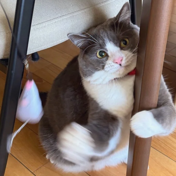 しっかりと標的を見つめて…▶猫パンチ！（⇒次へ）
