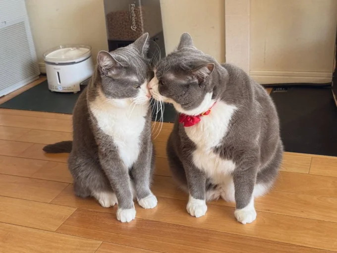 かわいすぎる朝の挨拶♡▶ヤドカリのようなごましおちゃん(⇒次へ)