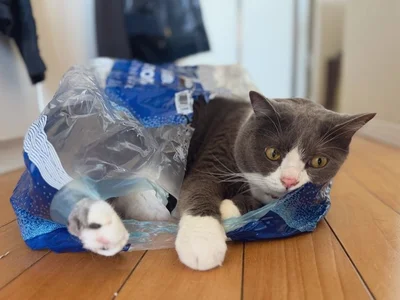 ヤドカリならぬ、ヤドニャン！？▶しらたまちゃんもヤドカリに！？（⇒次へ）