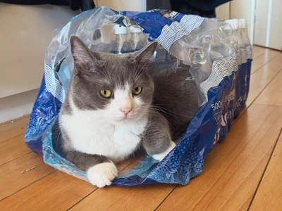 ぴったり収まるしらたまちゃん▶（次画像からは飼い猫ネッチとの愛おしい日々に癒される『あっち こっち ネッチ！』が読めます）