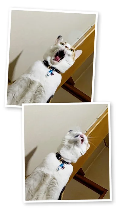 『うちう猫と柴犬』より