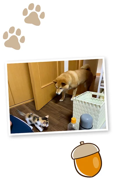 『うちう猫と柴犬』より