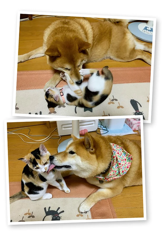 『うちう猫と柴犬』より