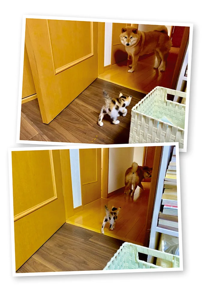 『うちう猫と柴犬』より