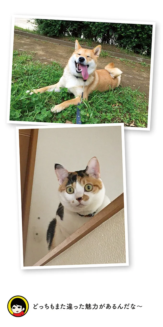 『うちう猫と柴犬』より