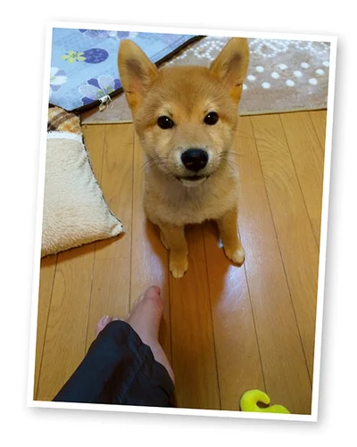 『うちう猫と柴犬』より