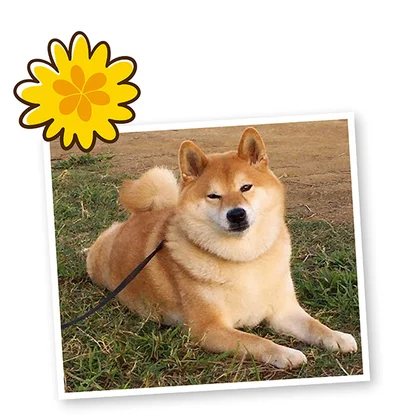 『うちう猫と柴犬』より