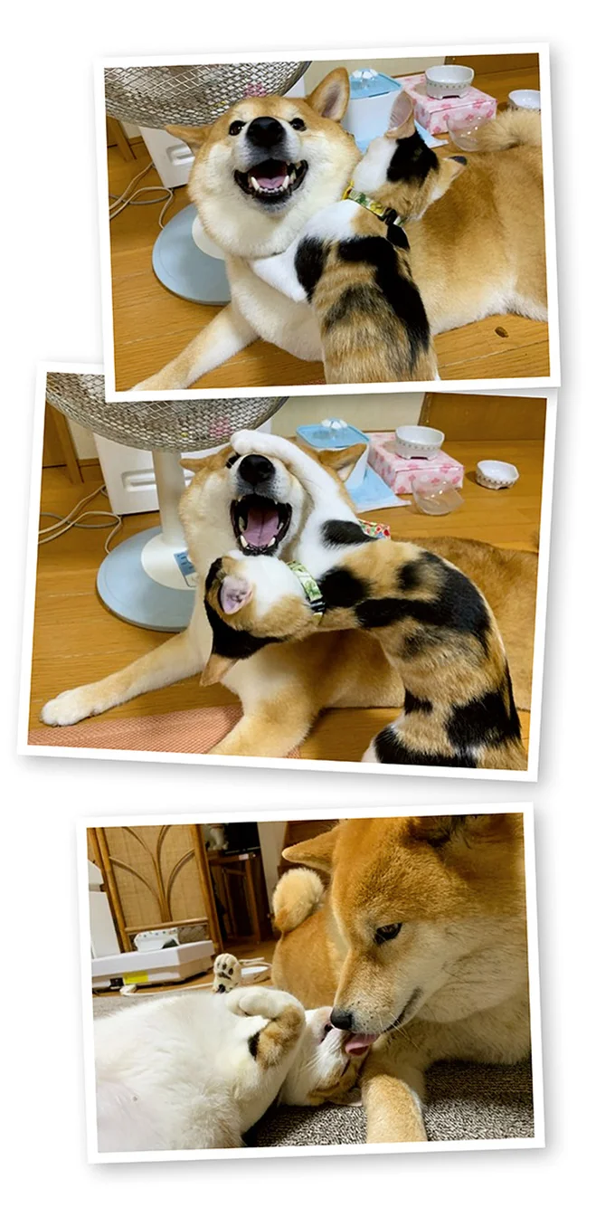 『うちう猫と柴犬』より