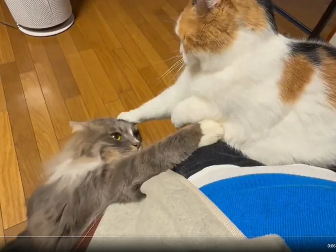 後輩猫を指導中▶後輩猫も反撃したそう（⇒次へ）