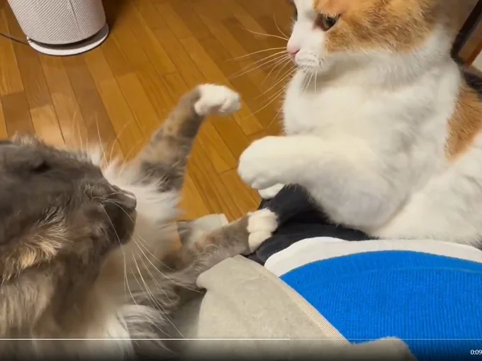 後輩猫ちゃんの手が出ると…▶しっかり指導！（⇒次へ）