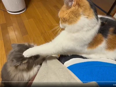 他人には厳しいみたらしちゃんです▶みたらしちゃん2020～2025（⇒次へ）