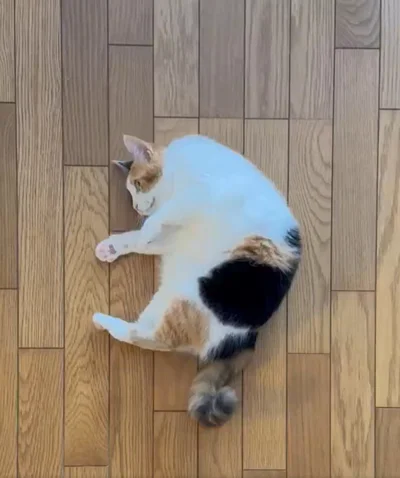 コロコロするみたらしちゃん▶甘えた様子が可愛い！（⇒次へ）