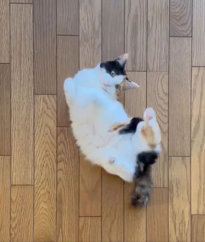 コロン、コロン…▶自分には甘い性格とのことです（⇒次へ）