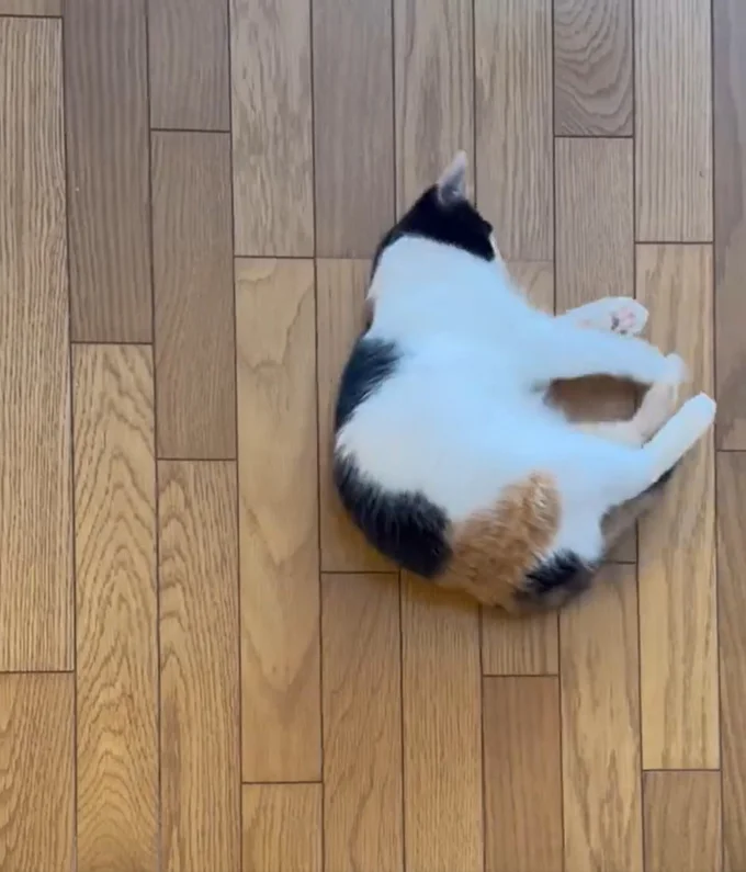 これでも警戒心がとても強いタイプの猫ちゃんです▶快適～（⇒次へ）