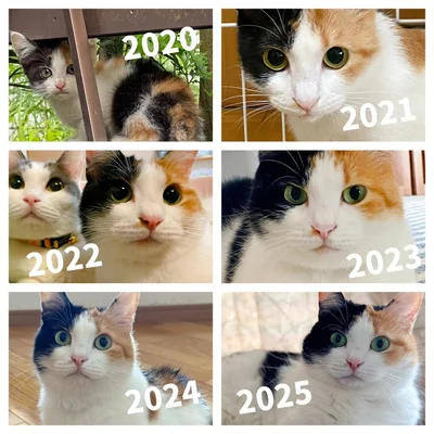 夏のみたらしちゃんまとめ▶左右で黒茶に分かれたきれいなハチワレ模様！（⇒次へ）