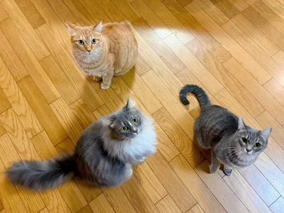 もち家のみなさん。上からきなこもちちゃん、こしあんちゃん、つぶあんちゃん▶離れで暮らすさくらもちちゃん（⇒次へ）