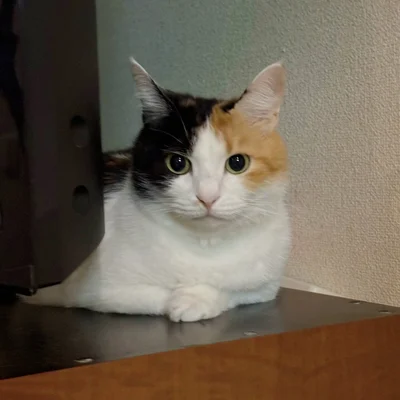 きりっとしたお顔のみたらしちゃん。9月頃▶かわいさがたっぷり！（⇒次へ）