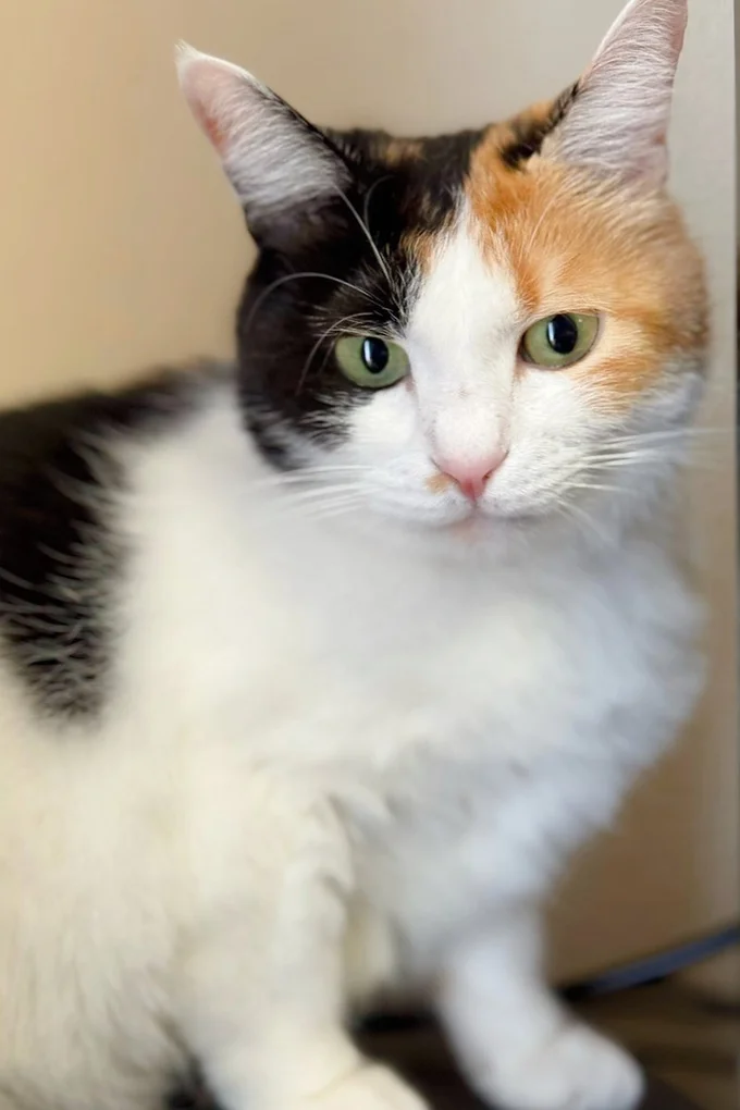 ふわふわむくむくの家猫になりました▶一緒に暮らすこしあんちゃん（⇒次へ）