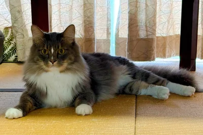 グラマラスなボディラインが美しいこしあんちゃん▶短毛サバトラつぶつぶあんちゃん（⇒次へ）