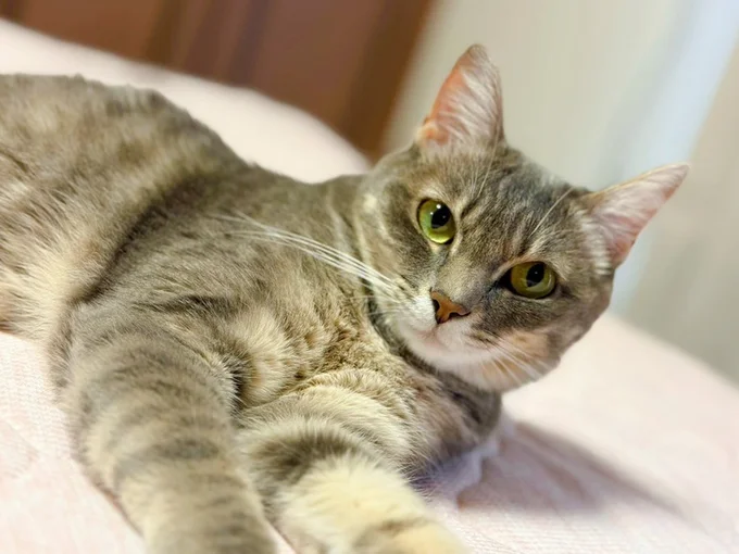 きりっとしたお顔がかっこいい！つぶあんちゃん▶茶トラのきなこもちちゃん（⇒次へ）