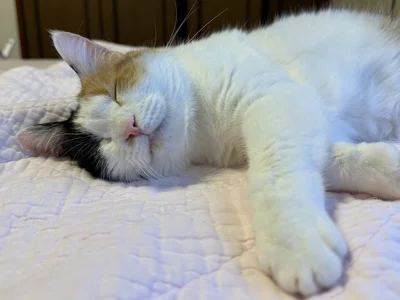 安心して眠るみたらしちゃん…▶畳の上のみたらしちゃん（⇒次へ）