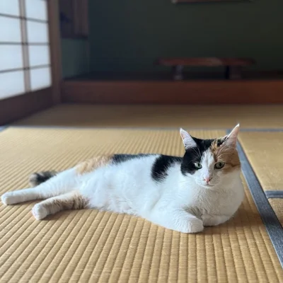 和室がとても似合うみたらしちゃん▶のび～！（⇒次へ）