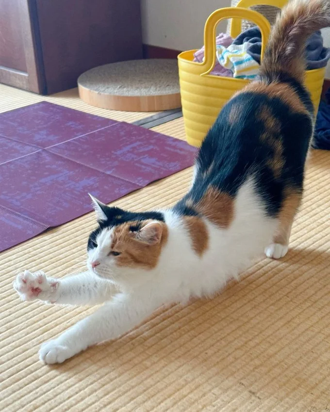 のびーーーっとするみたらしちゃん▶お顔もふかふか（⇒次へ）